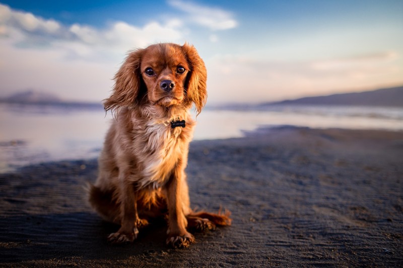 cane adottato