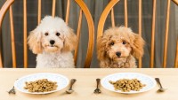 alimentazione cane tumore