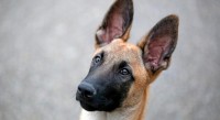 pastore belga malinois