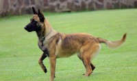 pastore balga malinois