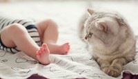 gatti e neonati