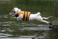 cane trattiene il respiro