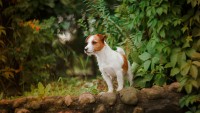 malattie jack russell