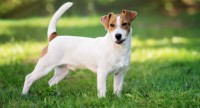 problemi di salute jack russell