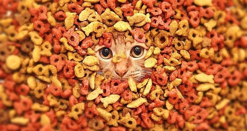 cibo per gatti gestione del peso superiore