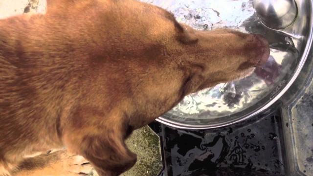 Foto Il Cane beve molto: le cause