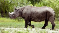 fausta rinoceronte morto tanzania