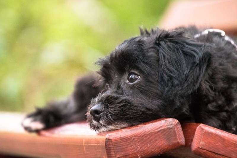 curare cane con le erbe
