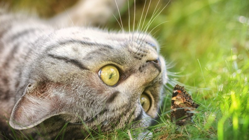 perché i gatti non hanno le zecche?