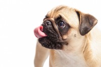cane esce la lingua
