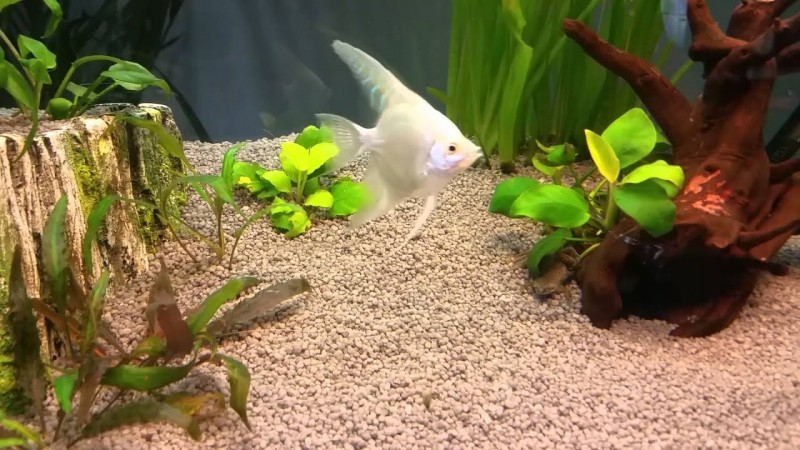 scalare acquario