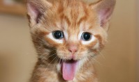 gatto con la lingua di fuori
