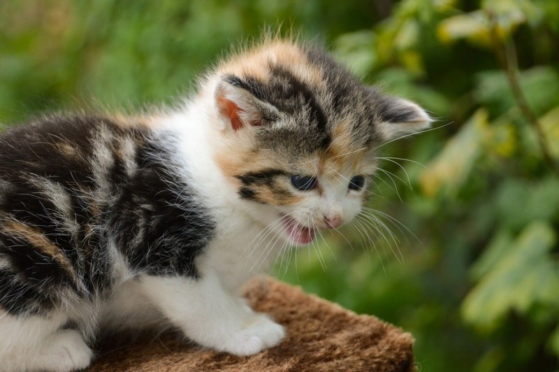 gatto miagola continuamente