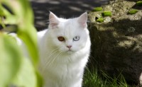 gatto albino