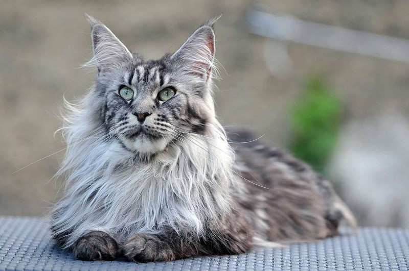 Le 10 migliori razze di gatti a pelo lungo Mondopets.it