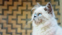 gatto Himalayano