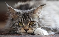 gatto Maine Coon