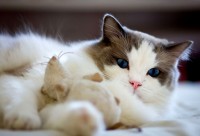 gatto Ragdoll