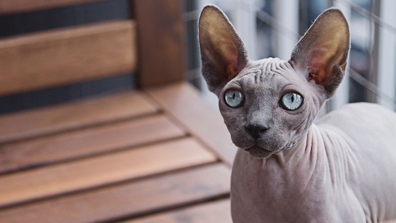 Sphynx