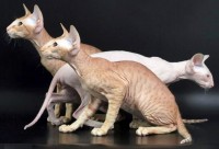 Peterbald