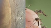 zanzare pungono perche