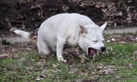 cane mangia vomito