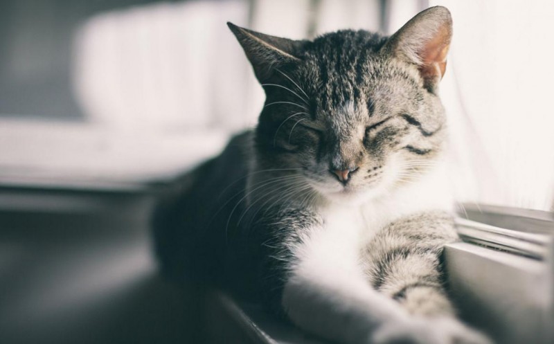 gatto non miagola