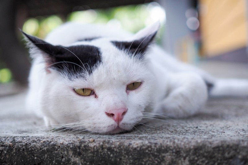 emicrania gatto