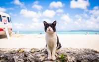 gatto in spiaggia