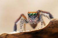 occhi del ragno