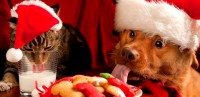 dolci natalizi al cane