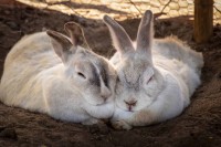 coppia di conigli