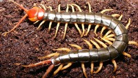 Scolopendra velenosa
