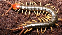 Scolopendra velenosa