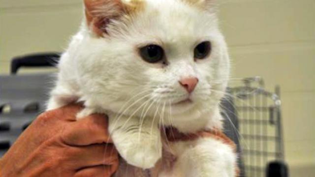Foto Cancro nel Gatto: sintomi e cure