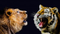 leone vs tigre