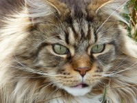 gatto maine coon