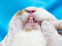 problemi denti coniglio nano