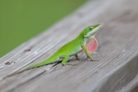 Anole americana