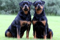 coppia di Rottweiler