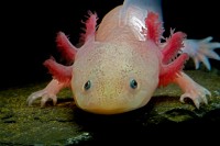 Axolotl