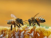 api che producono il miele