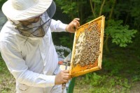 come si raccoglie il miele
