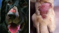 alabama rot nel cane