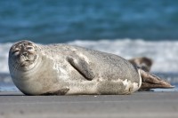 foca del polo nord