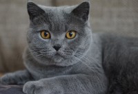 Chartreux