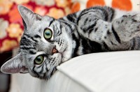 American Shorthair