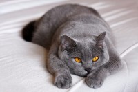 Gatto British Shorthair