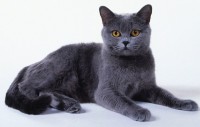 Gatto Chartreux