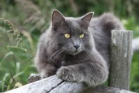Gatto Nebelung
